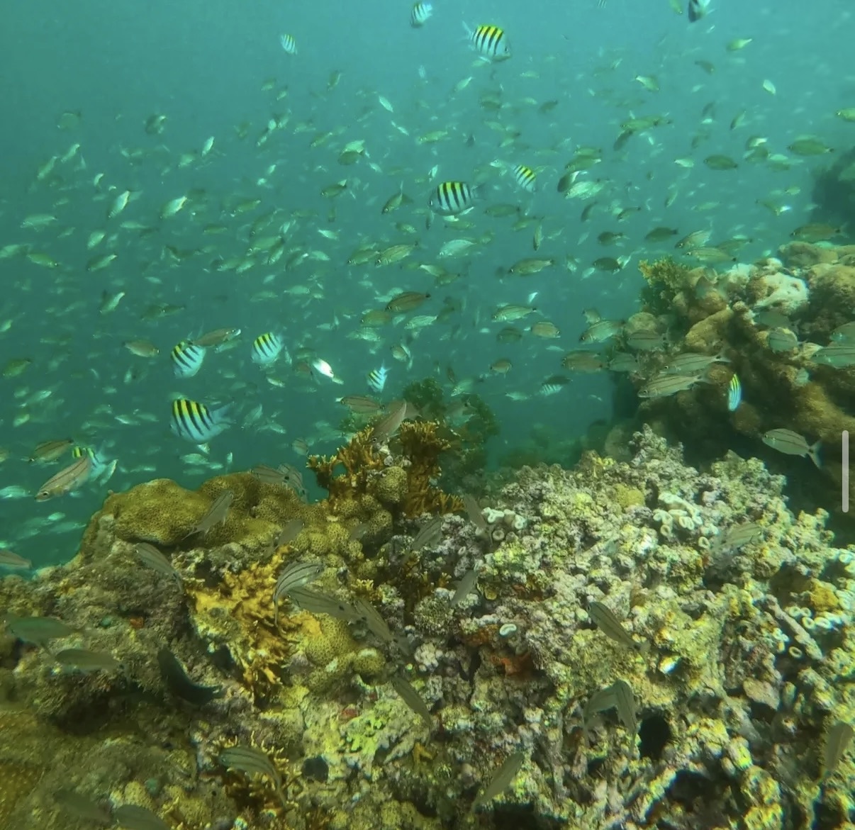 Corais e cardume nas águas de Recife de Fora