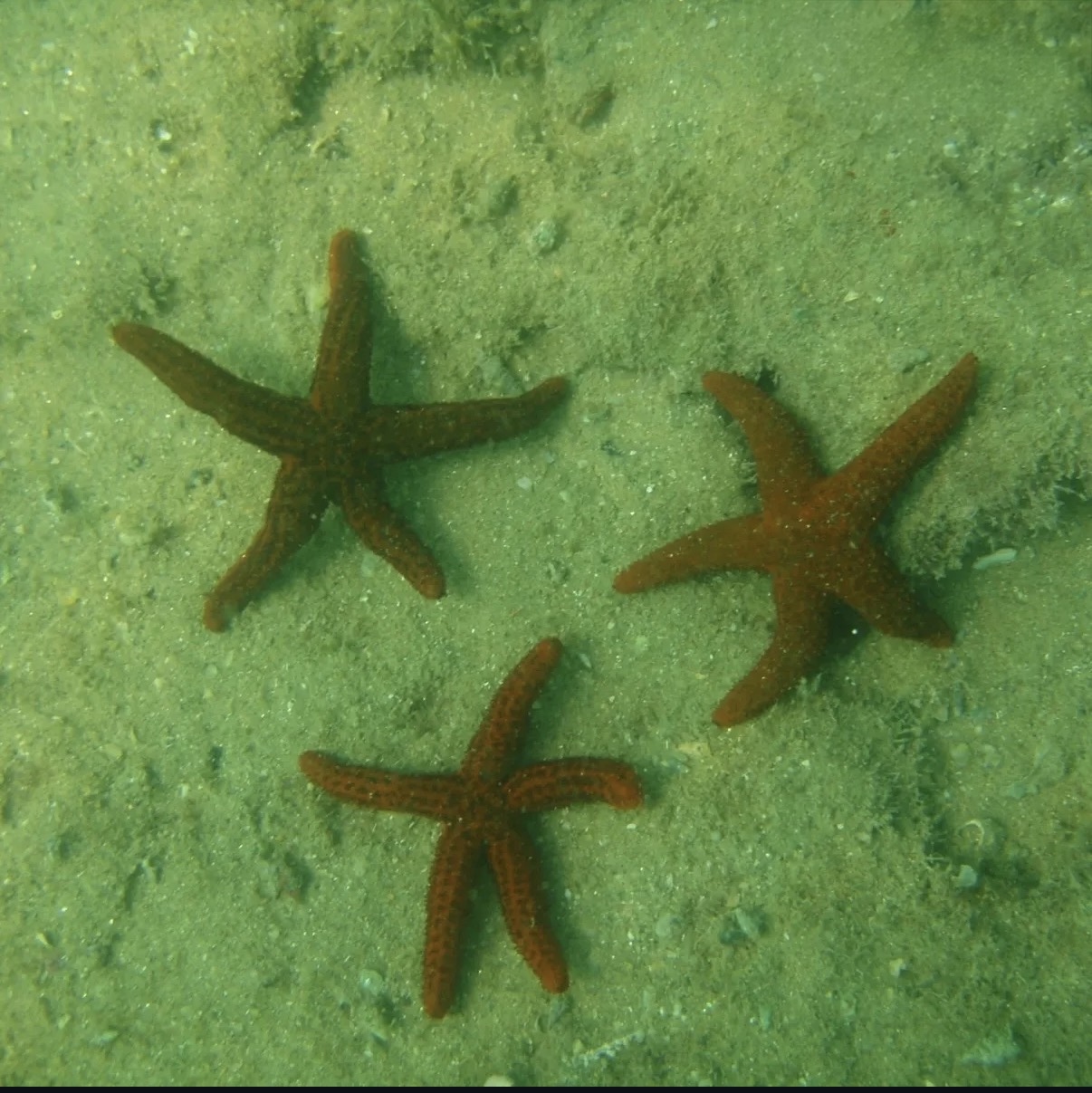 Estrelas-do-mar nas piscinas naturais