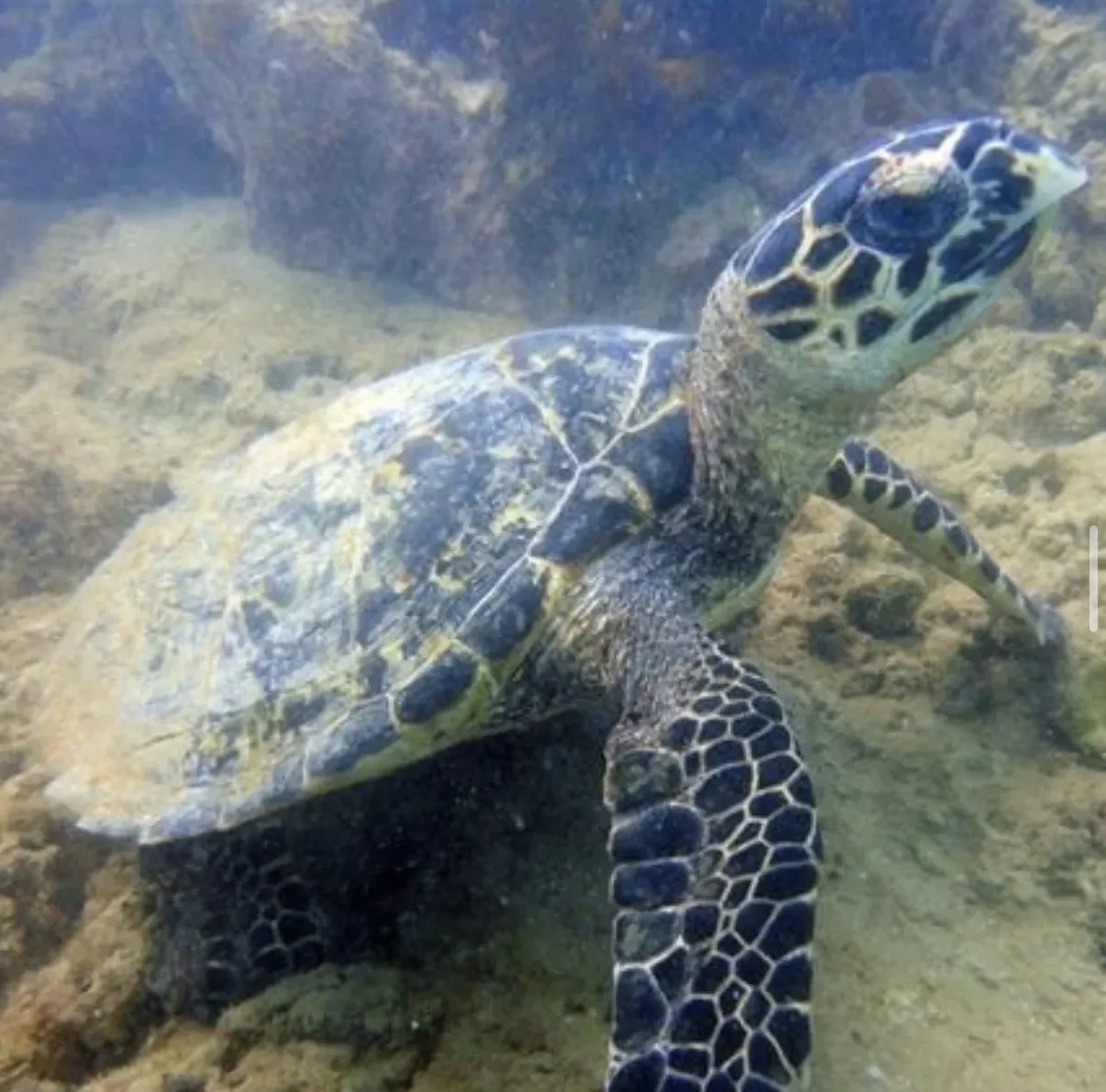 Tartaruga-marinha em Recife de Fora